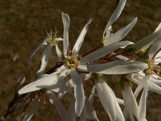 {Amelanchier arborea}